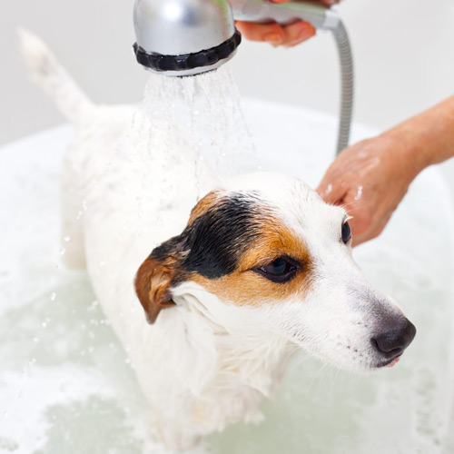 dog-bath